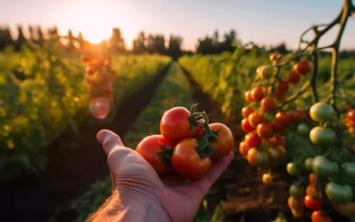 Photographie de produits agricoles : faites appel à Agri-Photographie pour mettre en valeur votre activité